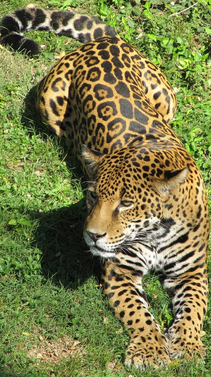 Picture of a jaguar.