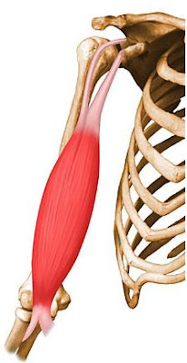 Un Medecin Du Sport Vous Informe Ruptures Haute Et Basse Des Tendons Du Biceps Brachial Bb