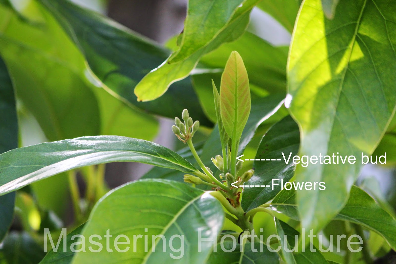 Mastering Horticulture Avocado First Flowers and Fruit