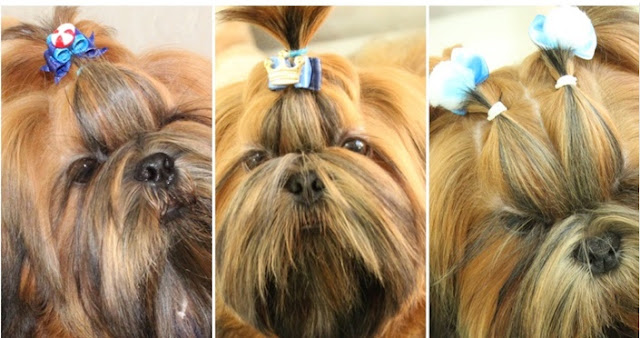 Como colocar laços em um shih tzu de pelo curto
