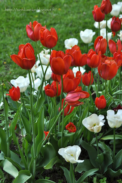 красные и белые тюльпаны