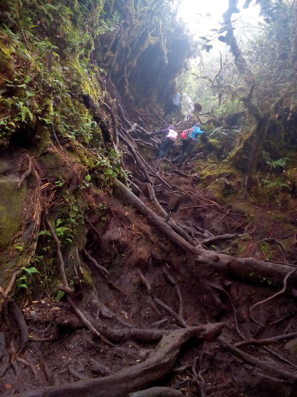 Pengalaman Mendaki Gunung Irau Cameron Highlands Pahang Ohvacay Com