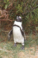 RSA-Penguin beach 6