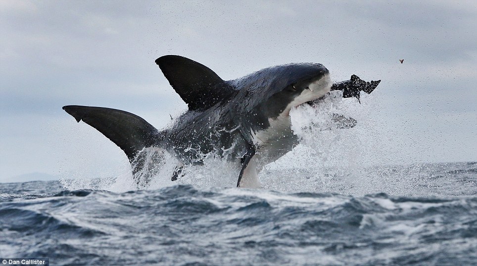 The great white shark / El gran tiburon blanco tiburon blanco cazando foca en el aire