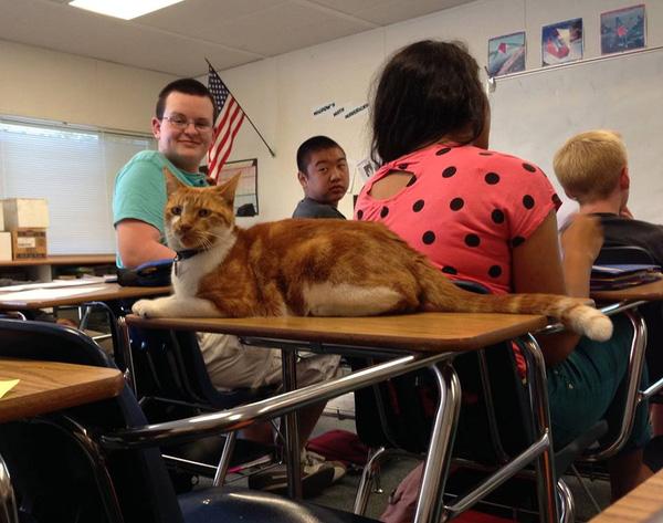 Chú mèo được cấp thẻ học sinh do chăm... "đến lớp"