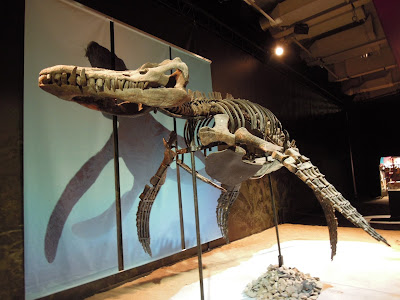 Esqueleto de Liopleurodon