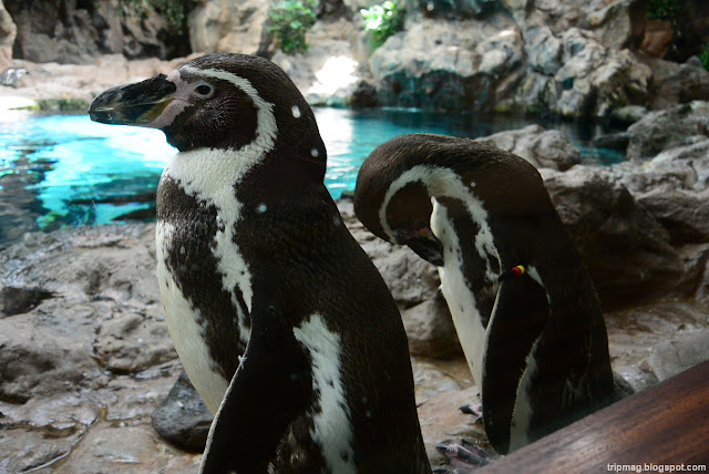 Тенерифе Пингвины в Лоро Парке