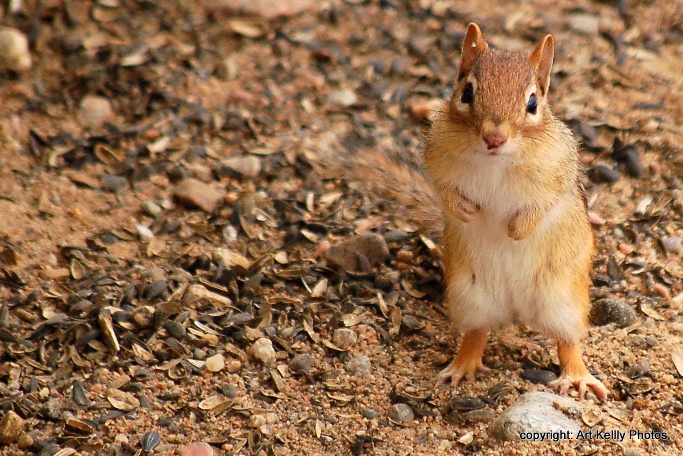 Living Off Grid - 45.05 N, 77.85 W: CHIPMUNKS