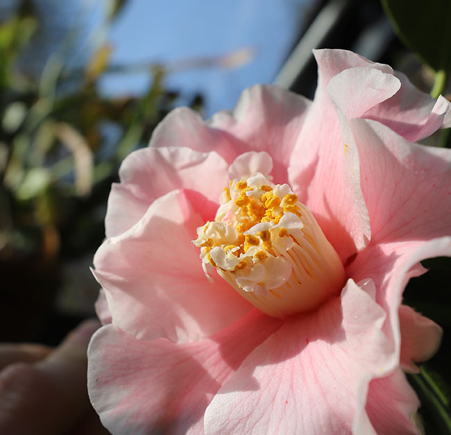 Winter Gardening Ramps Up - Book Reviews Pour In Winter Gardening Ramps Up - Book Reviews Pour In