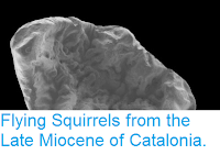 https://sciencythoughts.blogspot.com/2015/05/flying-squirrels-from-late-miocene-of.html