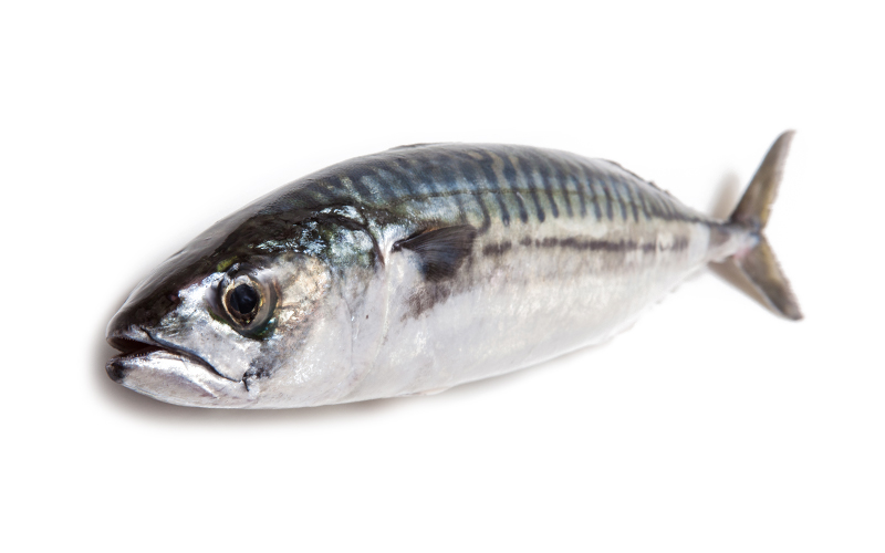 4 Different Types of Mackerel Fish Horse Mackerel Fish, Horse