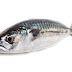 4 Different Types of Mackerel Fish