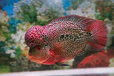 Ikan Louhan Kamfa alias Cing Hwa memang dikenal sebagai salah satu  Galeri Ikan Louhan Kamfa Kualitas Top