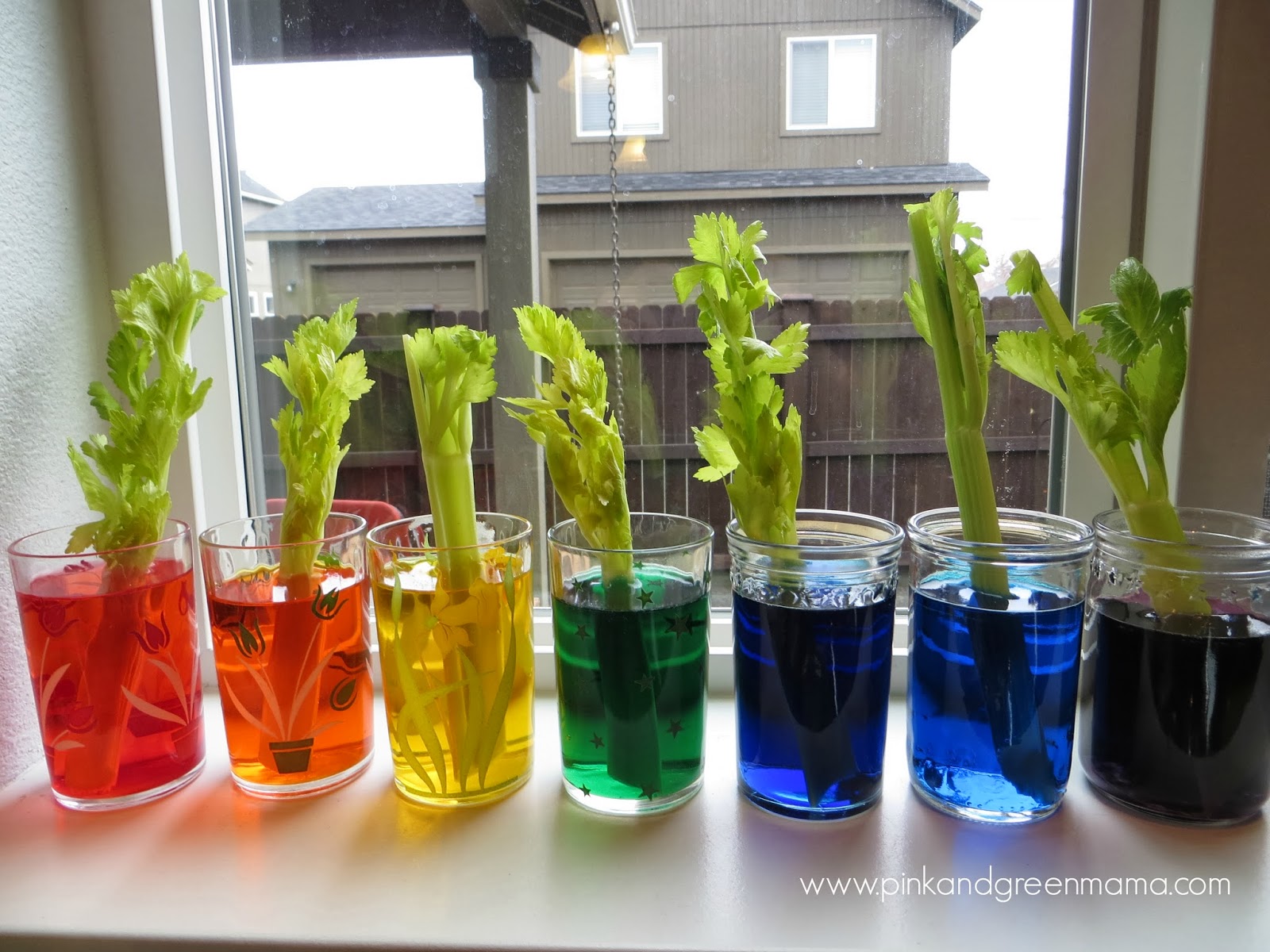 Pink and Green Mama: Kitchen Counter Science with Kids: Rainbow Celery
