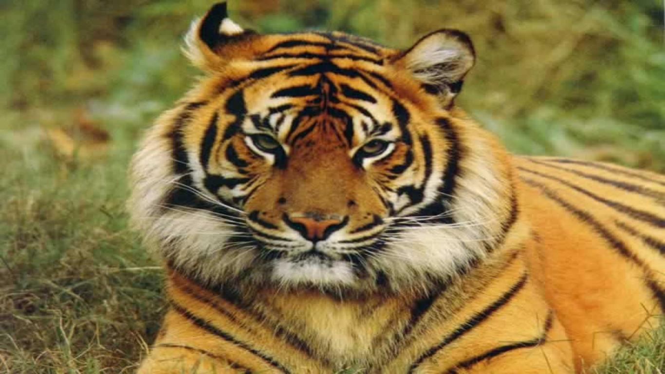 Imagehub: Tiger HD images free download