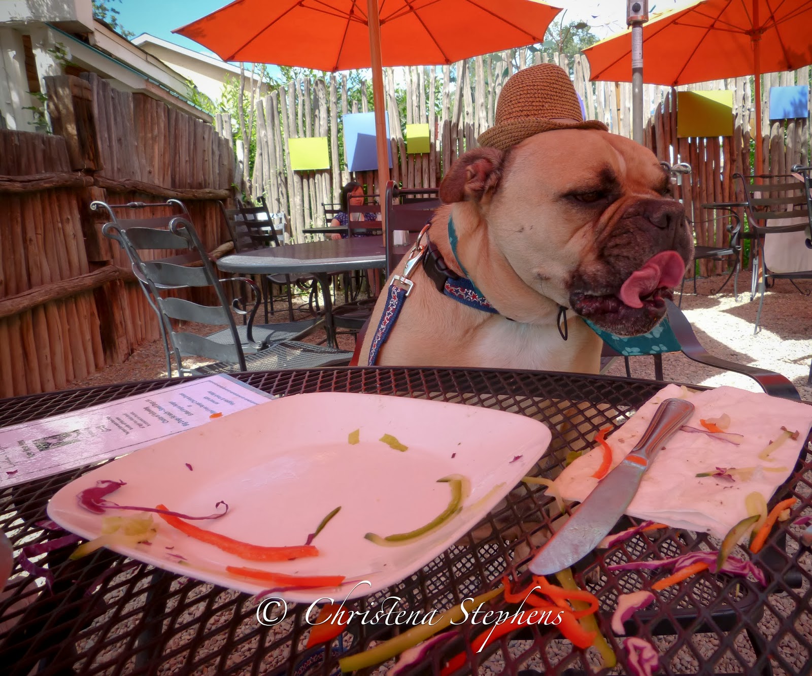 Travelin' Jack's Dog Blog Taos....Well it's Just TAOSRRIFIC and pet