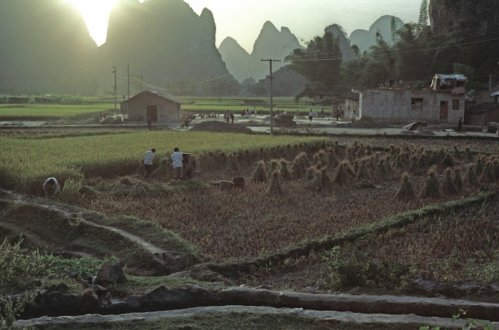 Yangshuo, rizières, © L. Gigout, 1990