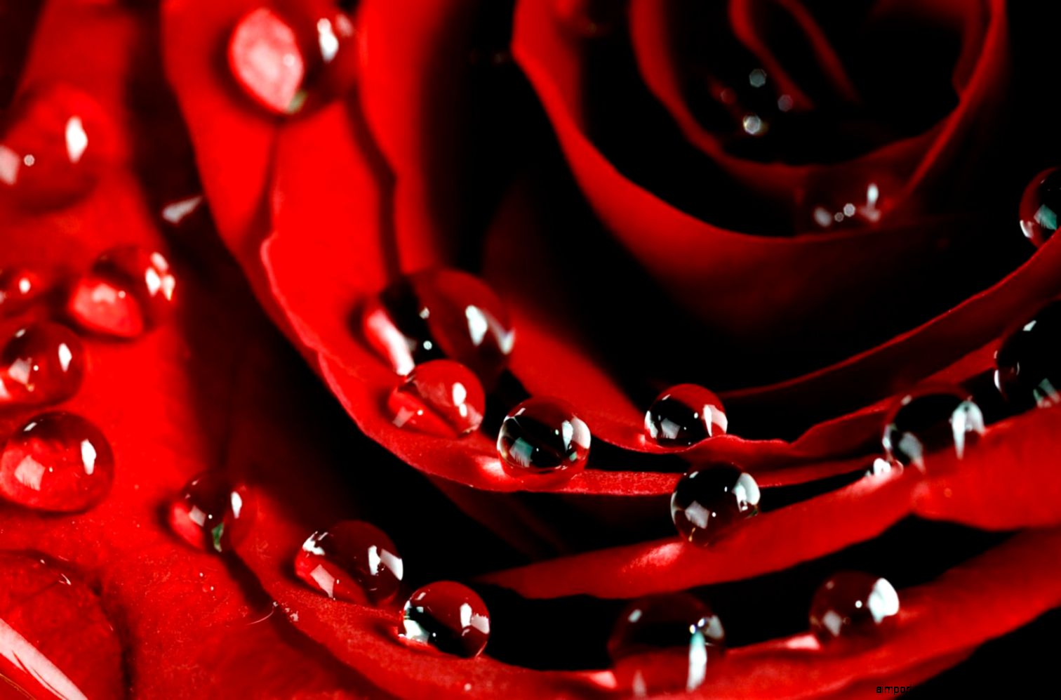 Red Flowers HD Desktop Wallpapers