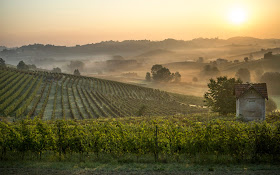 Coppo vineyards Piedmont