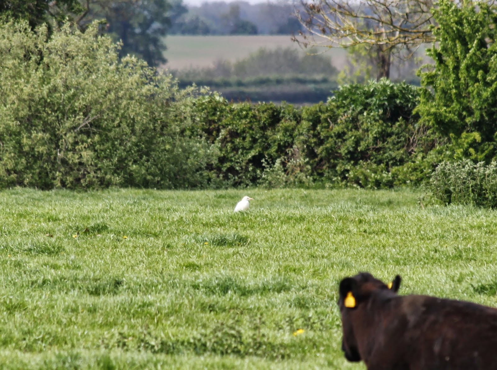 Cattle Egret Cattle Egret