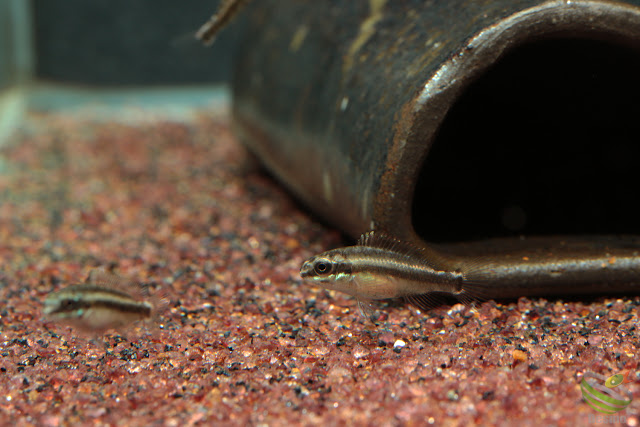 F1 Pelvicachromis sacrimontis