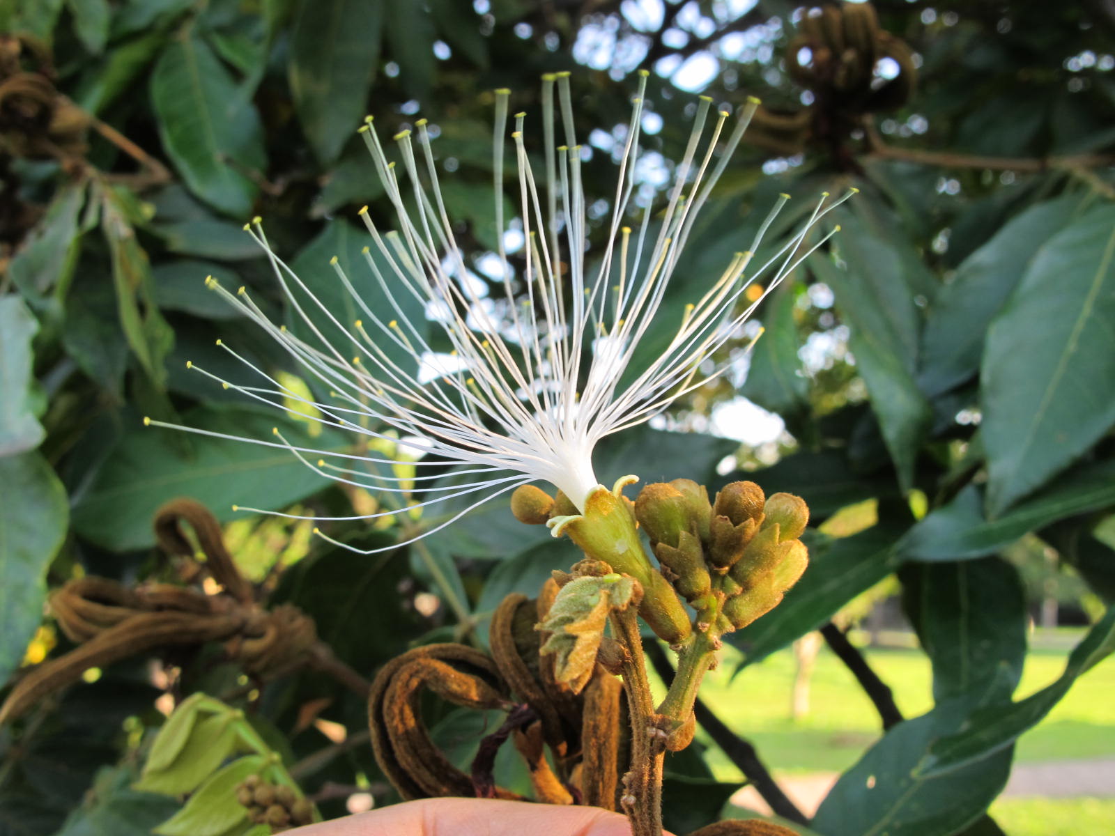 Fabaceae - Leguminosae no Brasil: Fabaceae - Inga vera Willd. -inga-