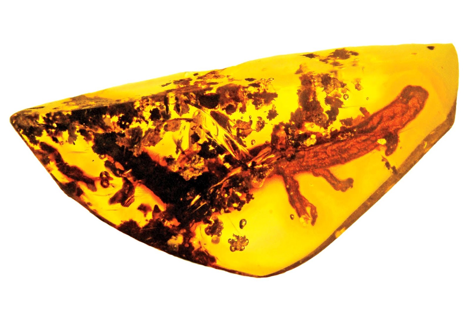 The Eight Most Incredible Fossils Preserved In Amber Geology In