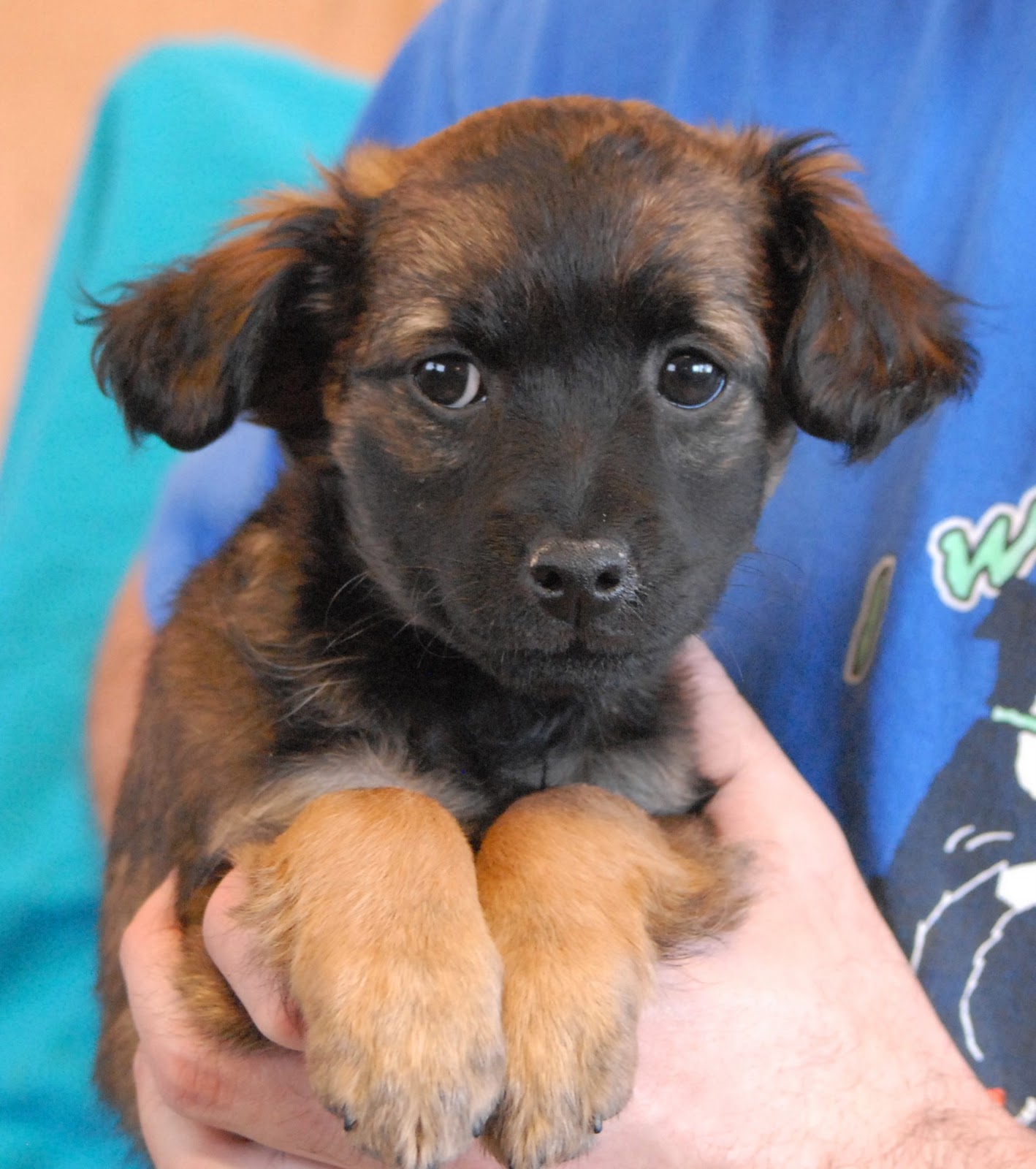 3 adorable Poodle mix puppies debuting for adoption.