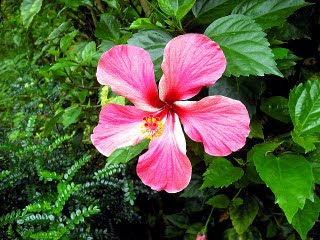 mytaman ilhamnurani Bunga  Raya Keindahan yang berpanjangan