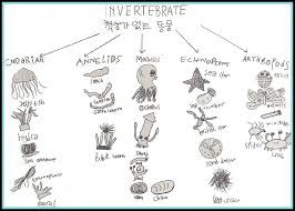 Biologi Asik Pengertian Dan Ciri Ciri Hewan Invertebrata Atau