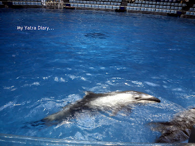 Dolphin stunts at the Epson Aquarium, Prince Hotel Shinagawa - Japan