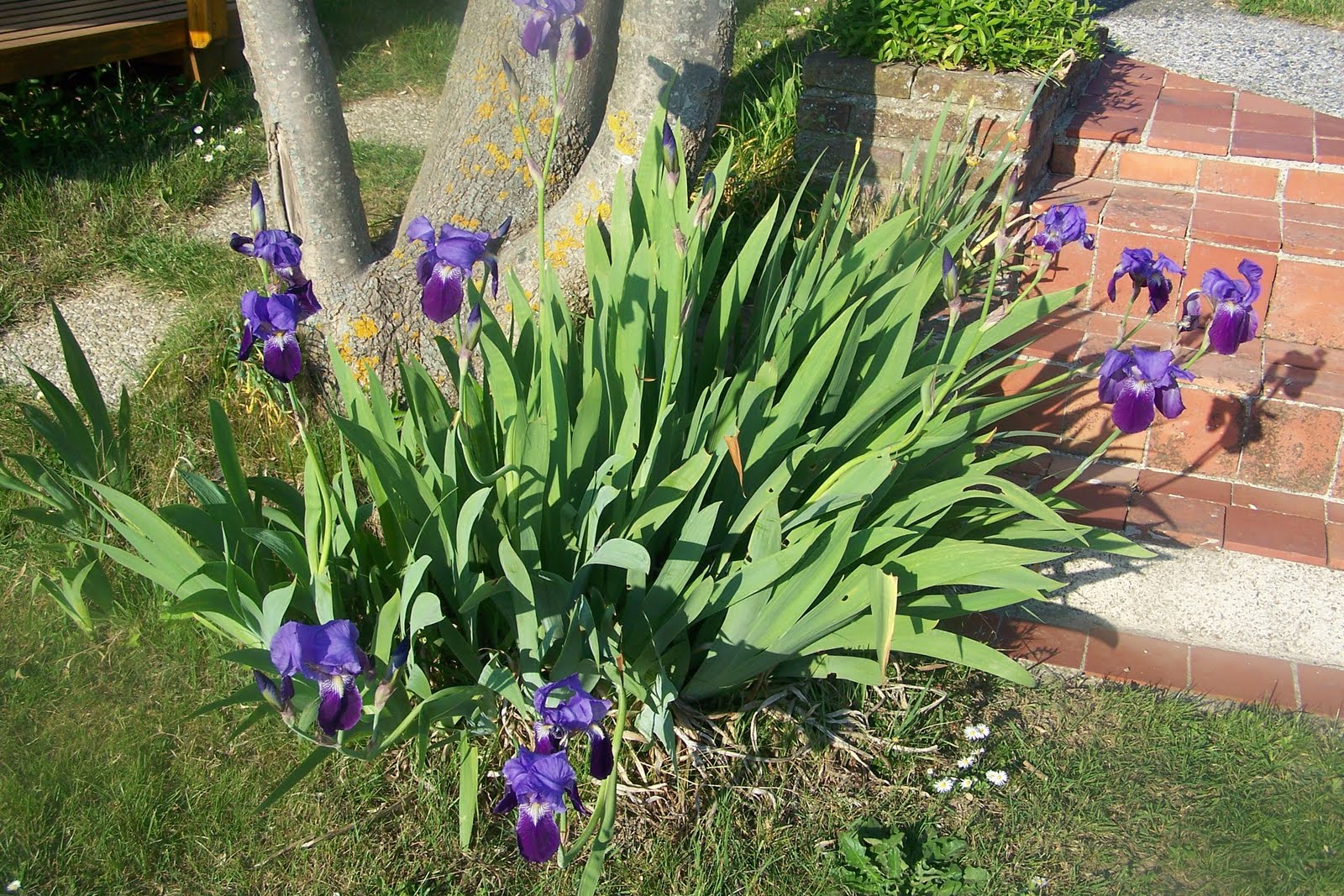 Pourquoi des chardons dans mon jardin ?