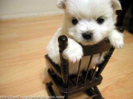 Cute white puppy.