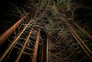 Trees in the forest photographed at night with profoto flash by Andreas Warren Matti.