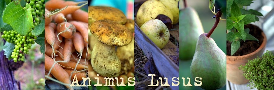 Animus Lusus