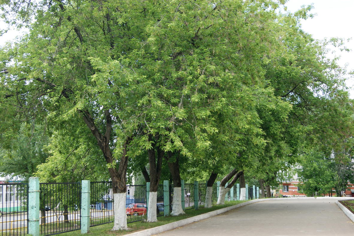 какие деревья растут около. ракита дерево. орех маньчжурский(juglans mandshurica maxim). какие деревья растут около. ива ветла ракита.