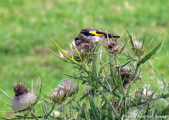 Oiseaux des Pyrénées 64. : Faute de grives on mange du merle.