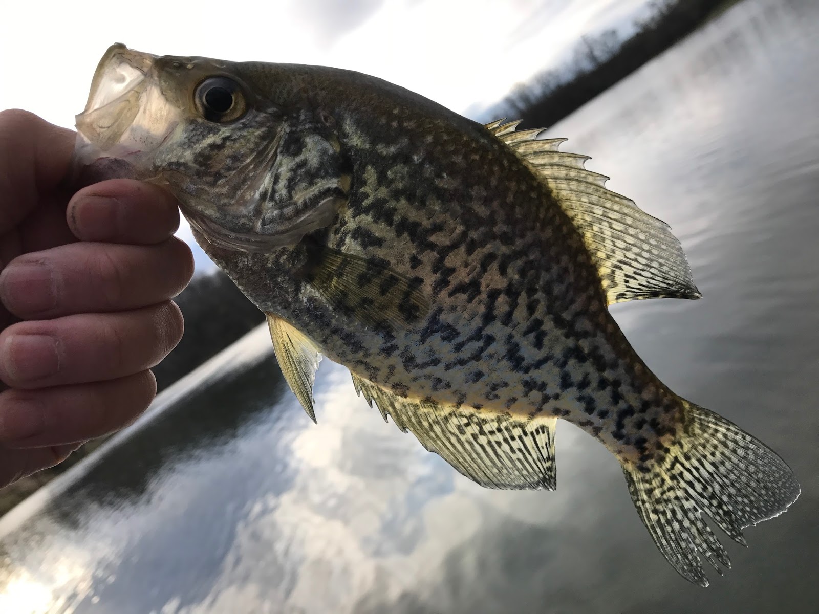 アメリカ釣り人生 17