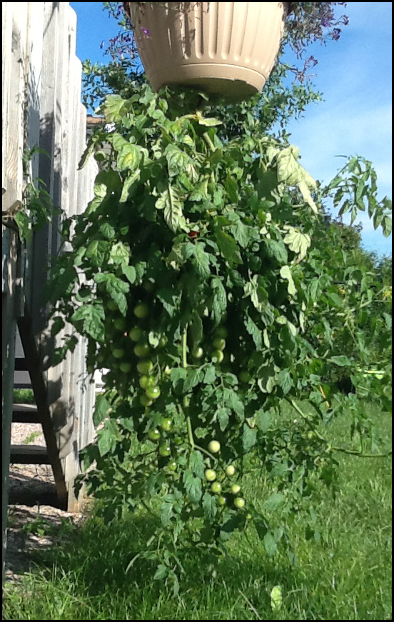 Garden to Kitchen w/Garry Carter How to grow tomatoes upsidedown