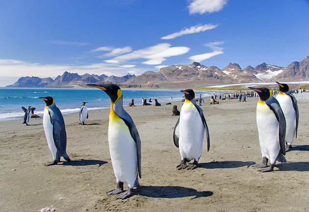 Wildlife Falkland Islands