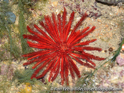 Feather star or crinoid (Himerometra sp.)