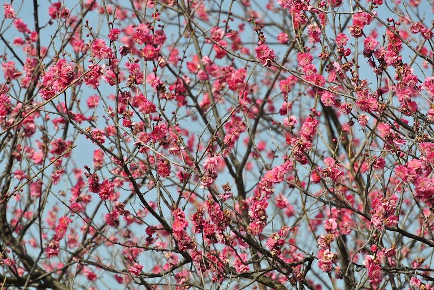 Plum blossom - 梅の花