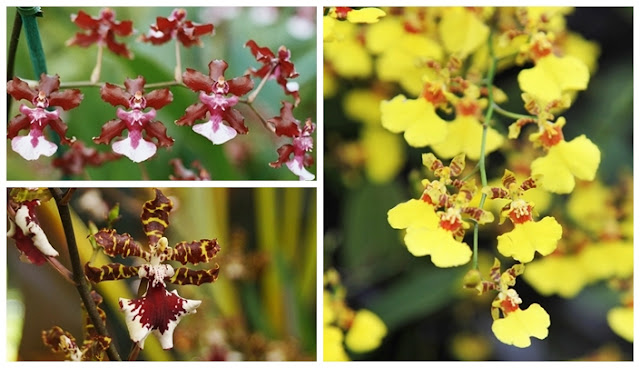 Orquídea Oncidium Cuidar de Orquídea Oncidium