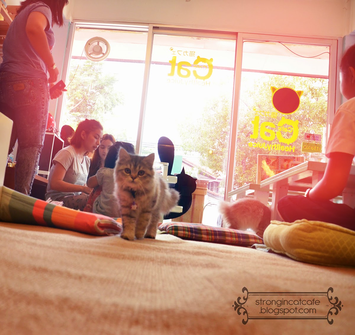CAT CAFE' .. ชุมชนคนรักเหมียว เทรนด์ใหม่ของทาสแมว Cat Cafe' ชุมชนคนรักแมว
