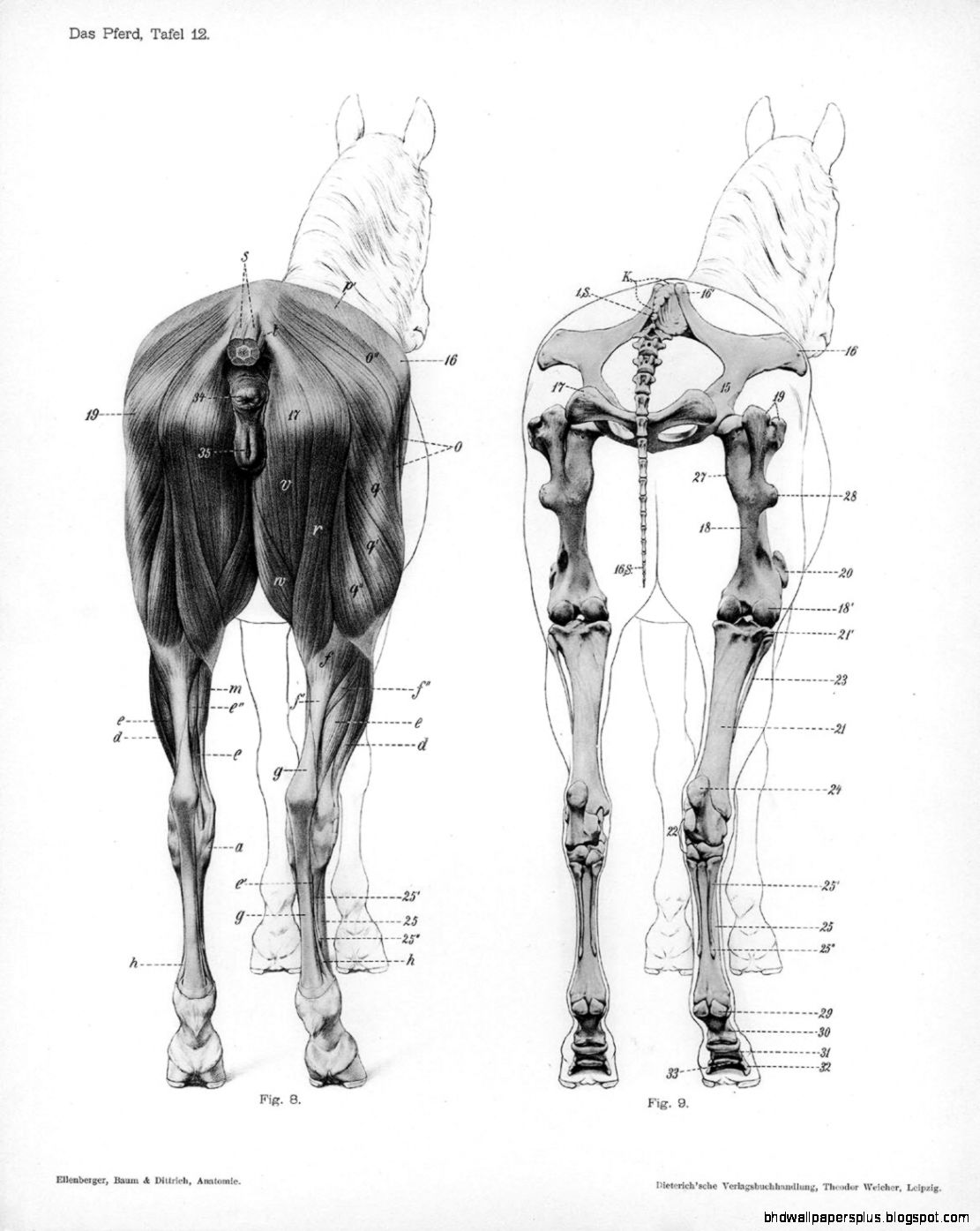 Limbs of the horse   Wikipedia the free encyclopedia