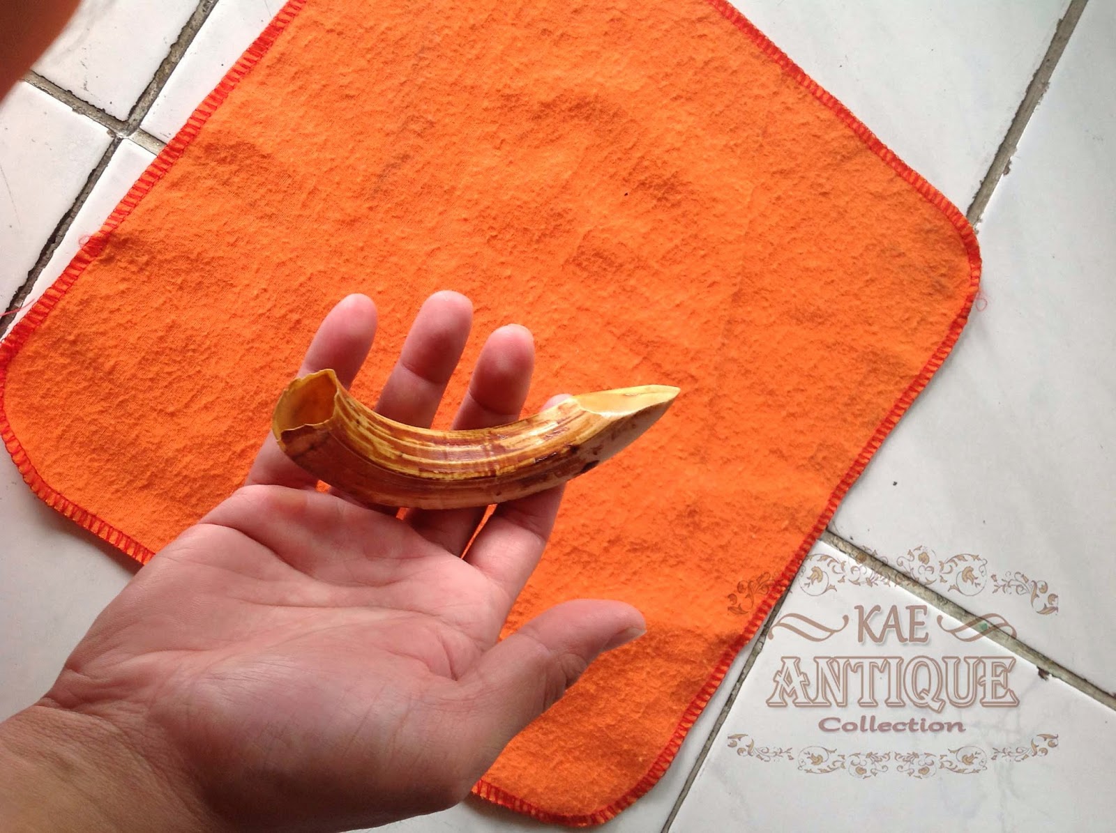 Genuine Wild Boar Tusk (Taring Babi Hutan)