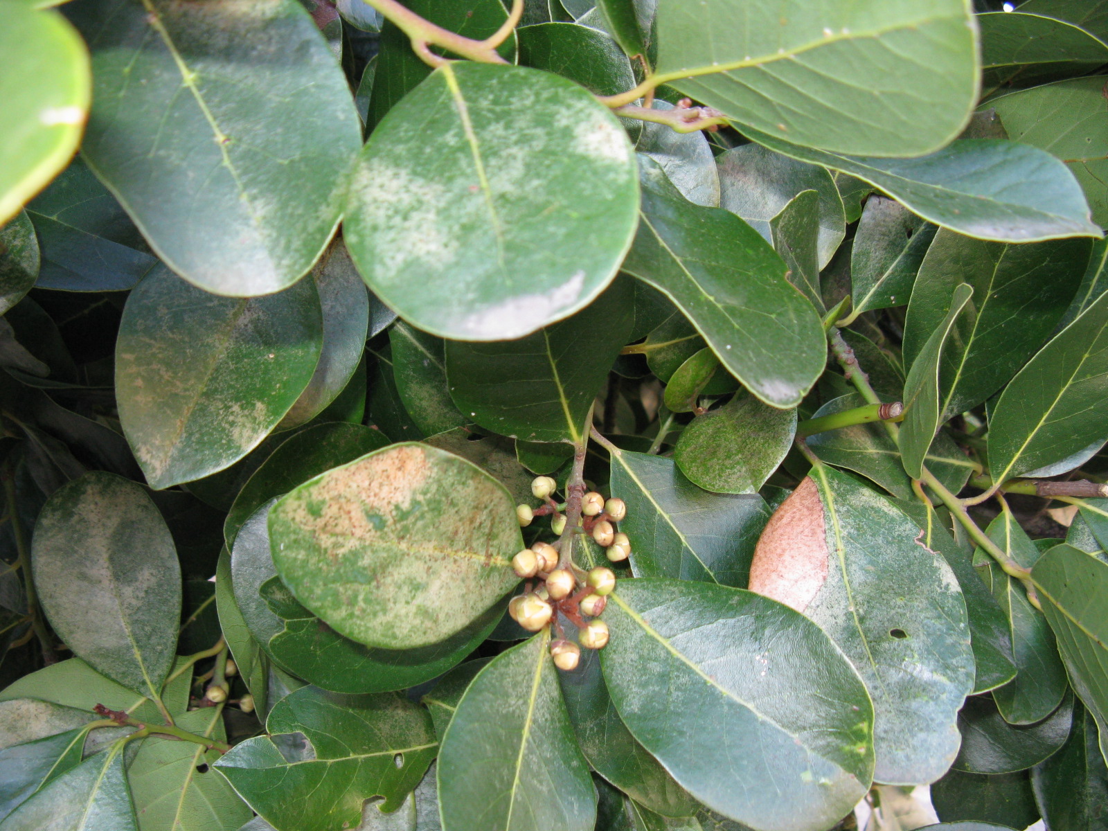Trees of Santa Cruz County Laurus nobilis  Grecian Laurel