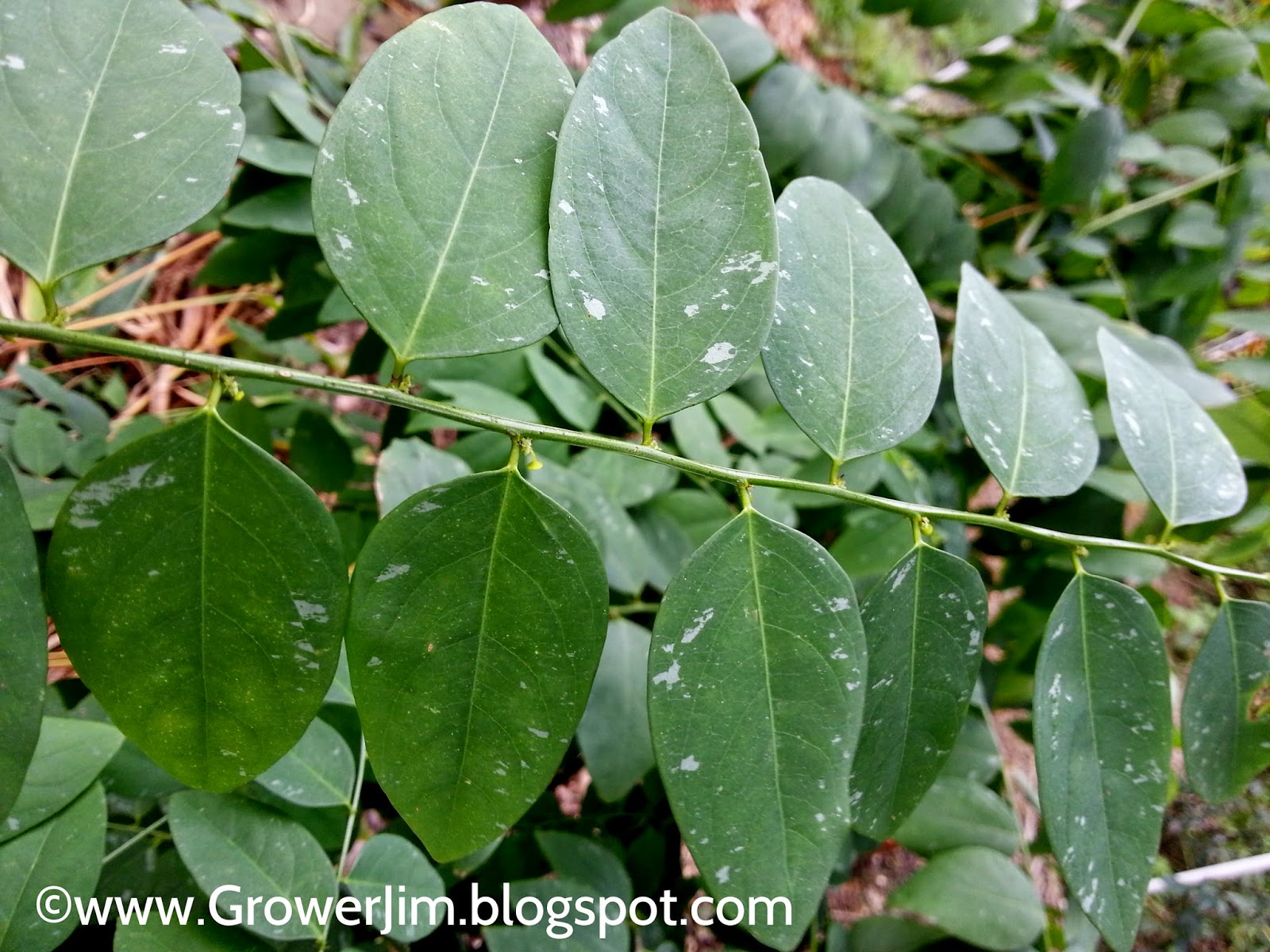 Garden Adventures Katuk (Sauropus androgynus)