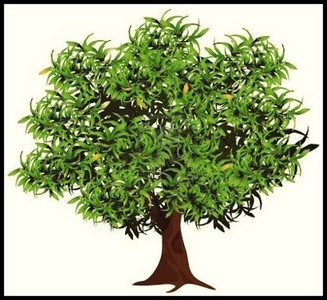 Berbagai Jenis Gambar  Pohon  Mangga Asli dan Kartun  