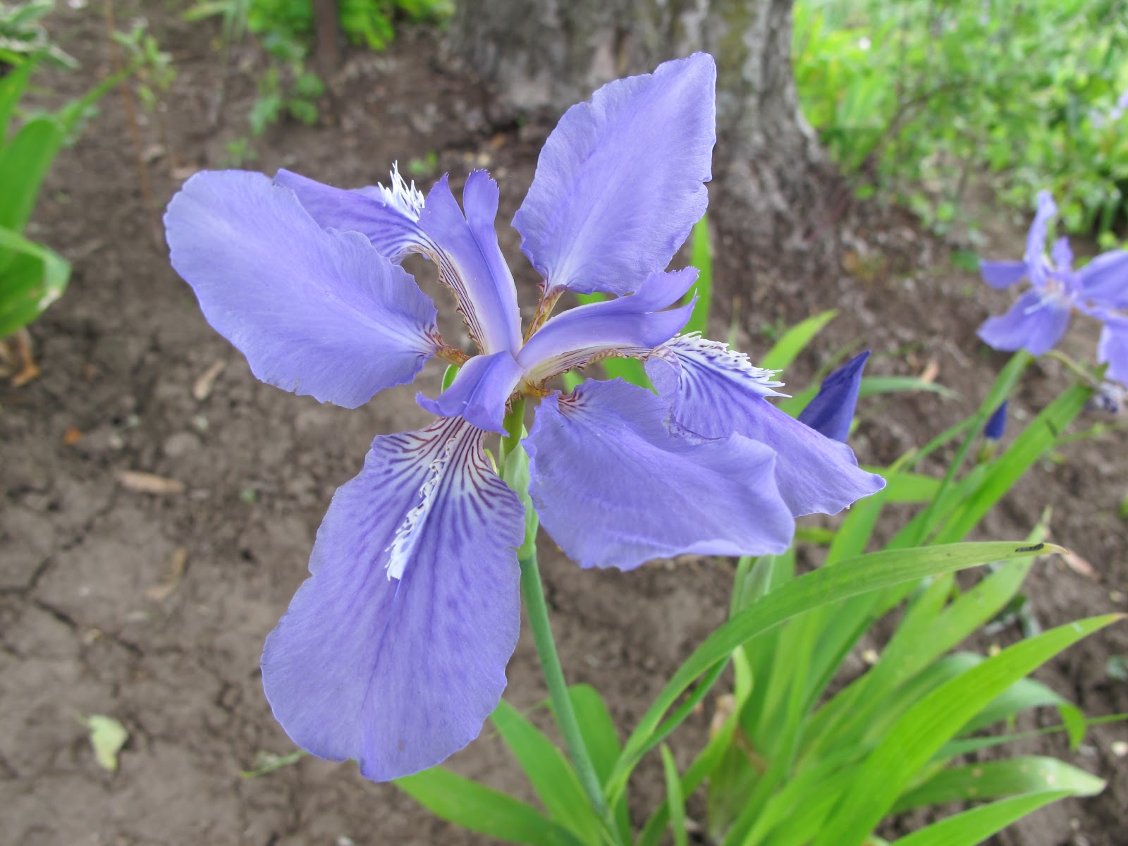 World of Irises 9 Out Of 10 Gardeners Crests